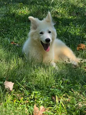 1-3 months Male Purebred German Shepherd