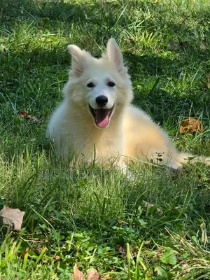 1-3 months Female Purebred German Shepherd