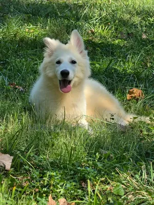 3-6 months Female Purebred German Shepherd