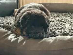 0-1 month Male Purebred German Shepherd