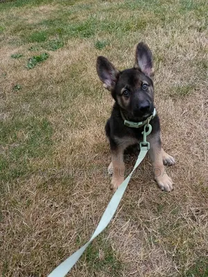 1-3 months Male Purebred German Shepherd