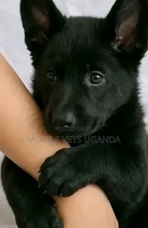1-3 months Female Purebred German Shepherd