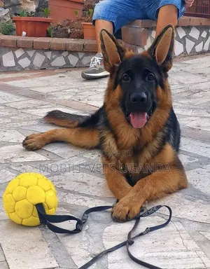 3-6 months Male Purebred German Shepherd