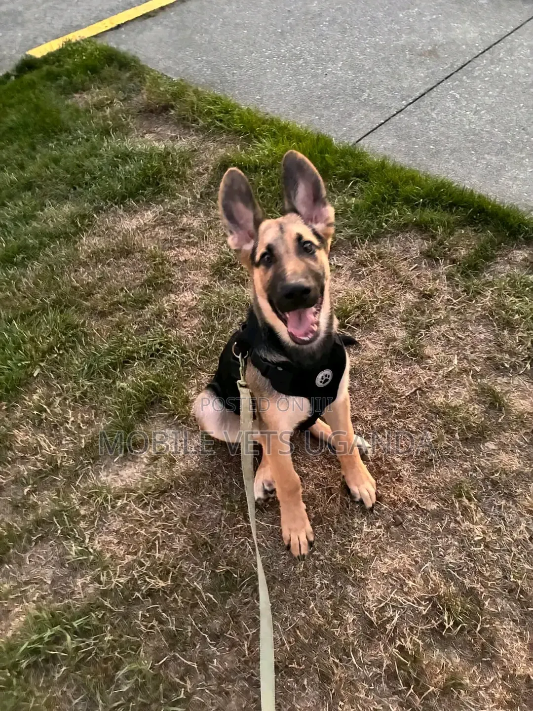 1-3 months Male Purebred German Shepherd