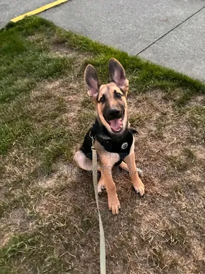 1-3 months Male Purebred German Shepherd
