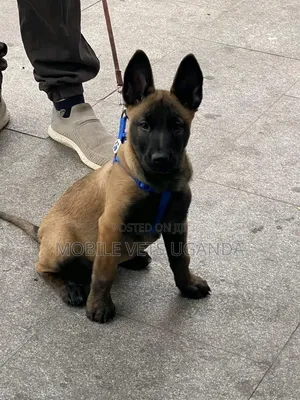 1-3 months Female Purebred Belgian Malinois