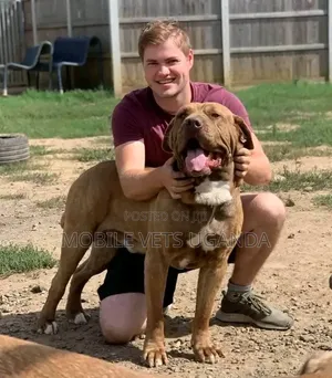 3-6 months Male Purebred American Pit Bull Terrier