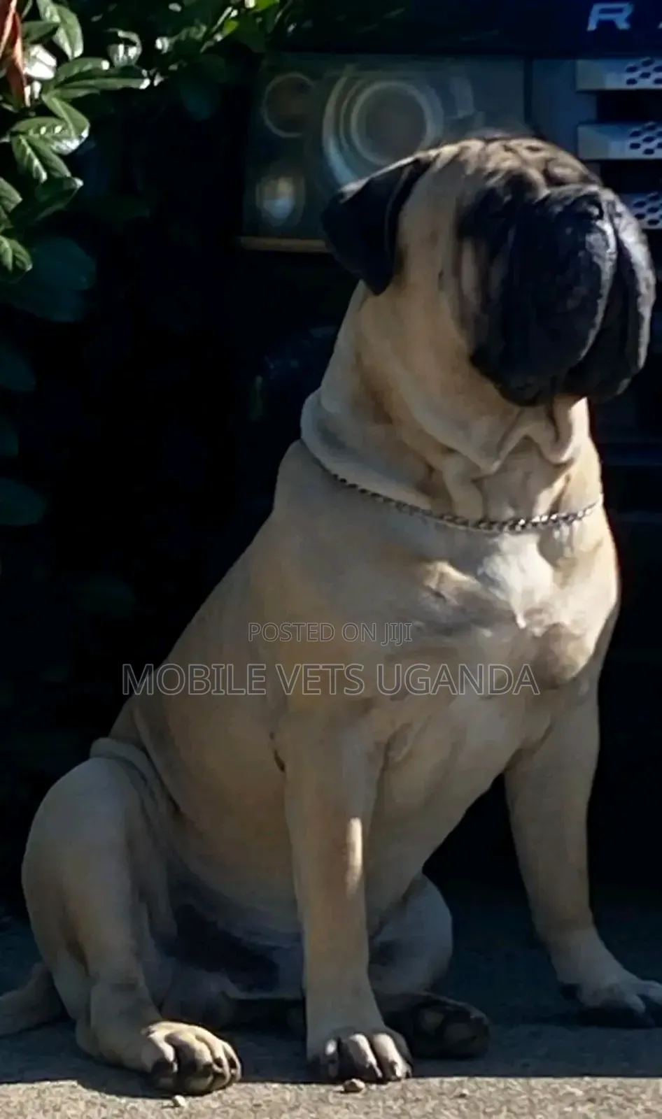 6-12 months Male Purebred Bullmastiff