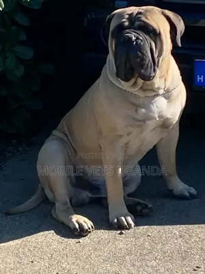 1+ year Male Purebred Bullmastiff