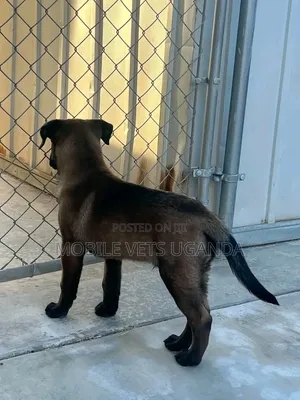 1-3 months Male Purebred Belgian Malinois