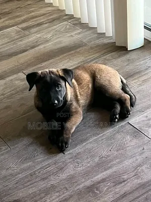 1-3 months Female Purebred Belgian Malinois
