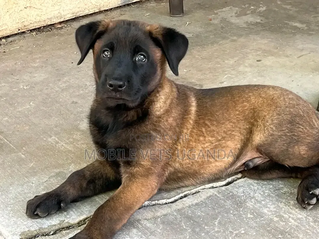 3-6 months Male Purebred Belgian Malinois
