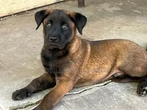 3-6 months Male Purebred Belgian Malinois