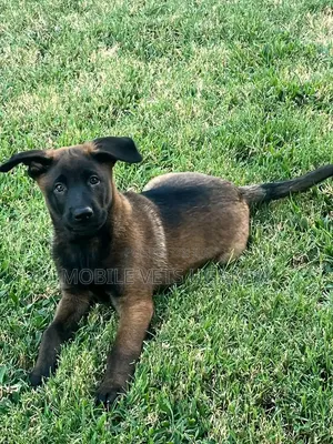 1-3 months Male Purebred Belgian Malinois
