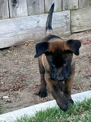 1-3 months Female Purebred Belgian Malinois