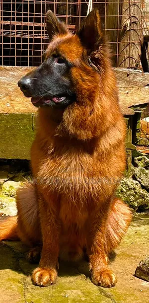 3-6 months Male Purebred German Shepherd