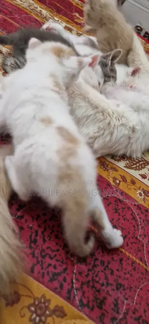 0-1 month Female Purebred Bombay