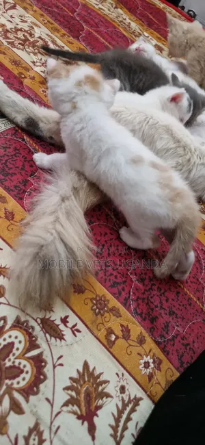1-3 months Female Purebred American Bobtail