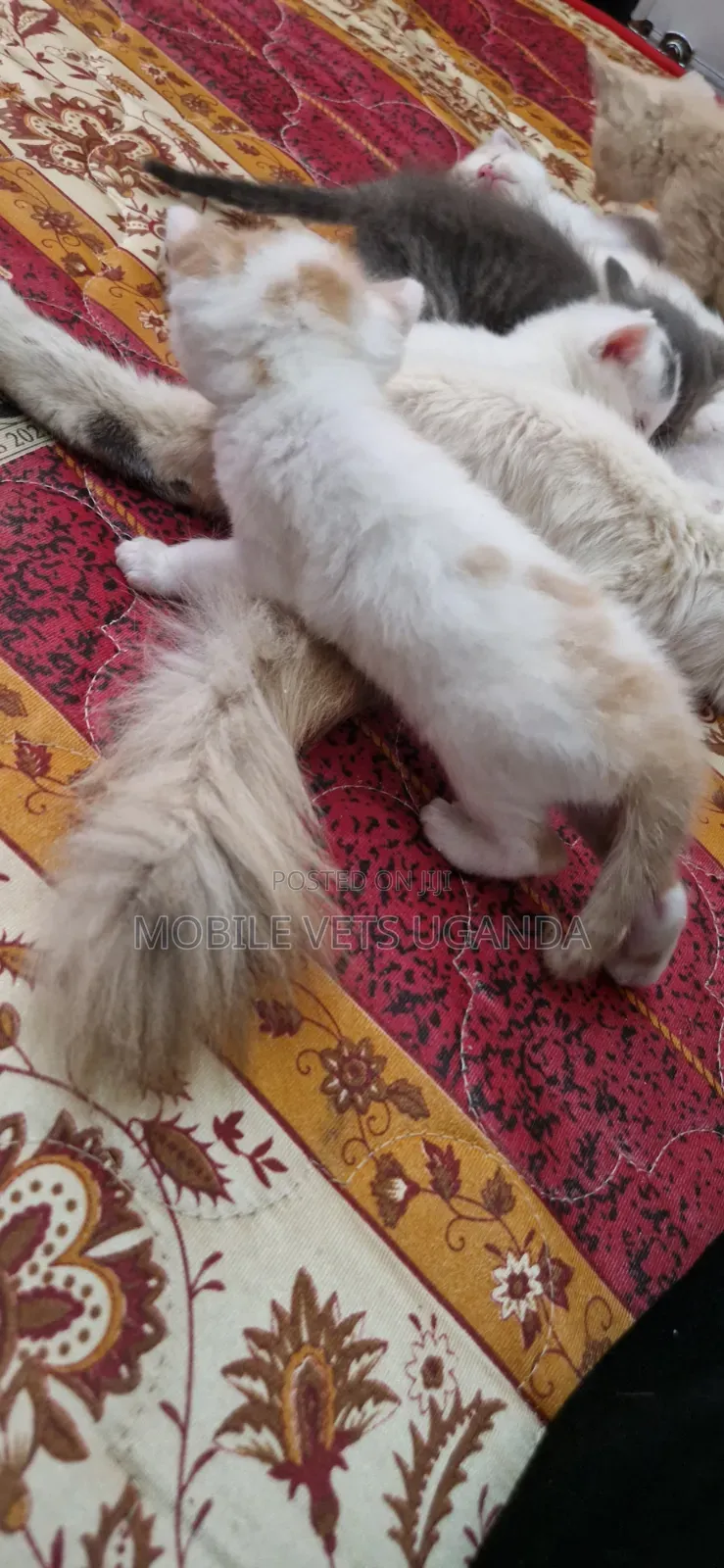 1-3 months Female Purebred American Bobtail