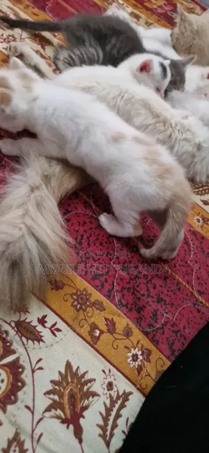 1-3 months Female Purebred Maine Coon