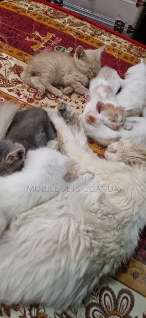 1-3 months Male Purebred Maine Coon