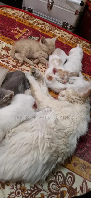 0-1 month Female Purebred Maine Coon