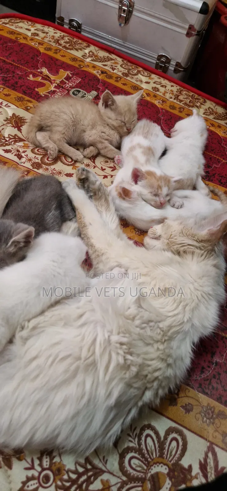 0-1 month Female Purebred Maine Coon