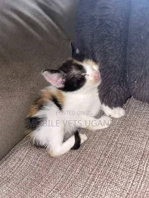 0-1 month Male Purebred American Curl