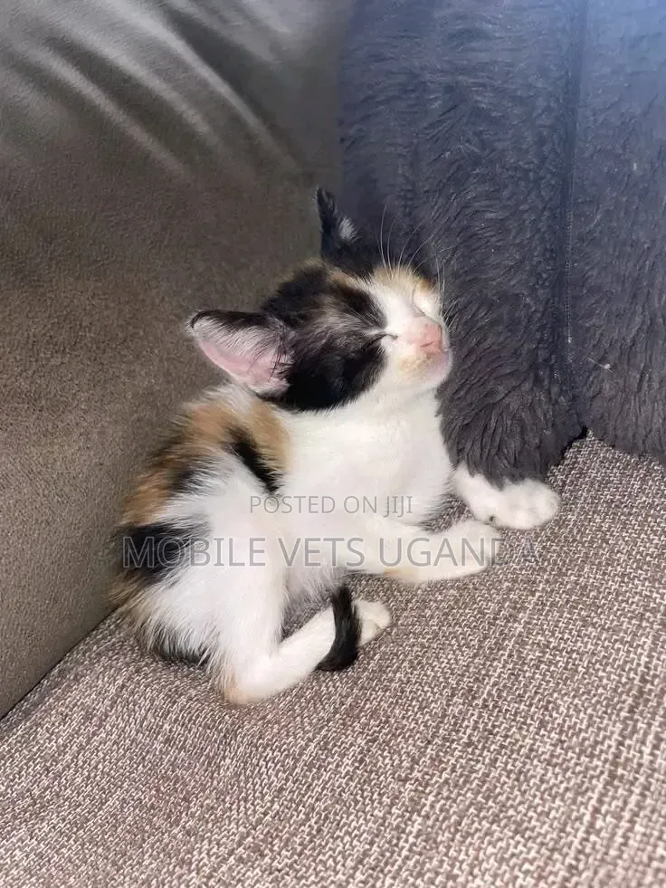0-1 month Male Purebred American Curl