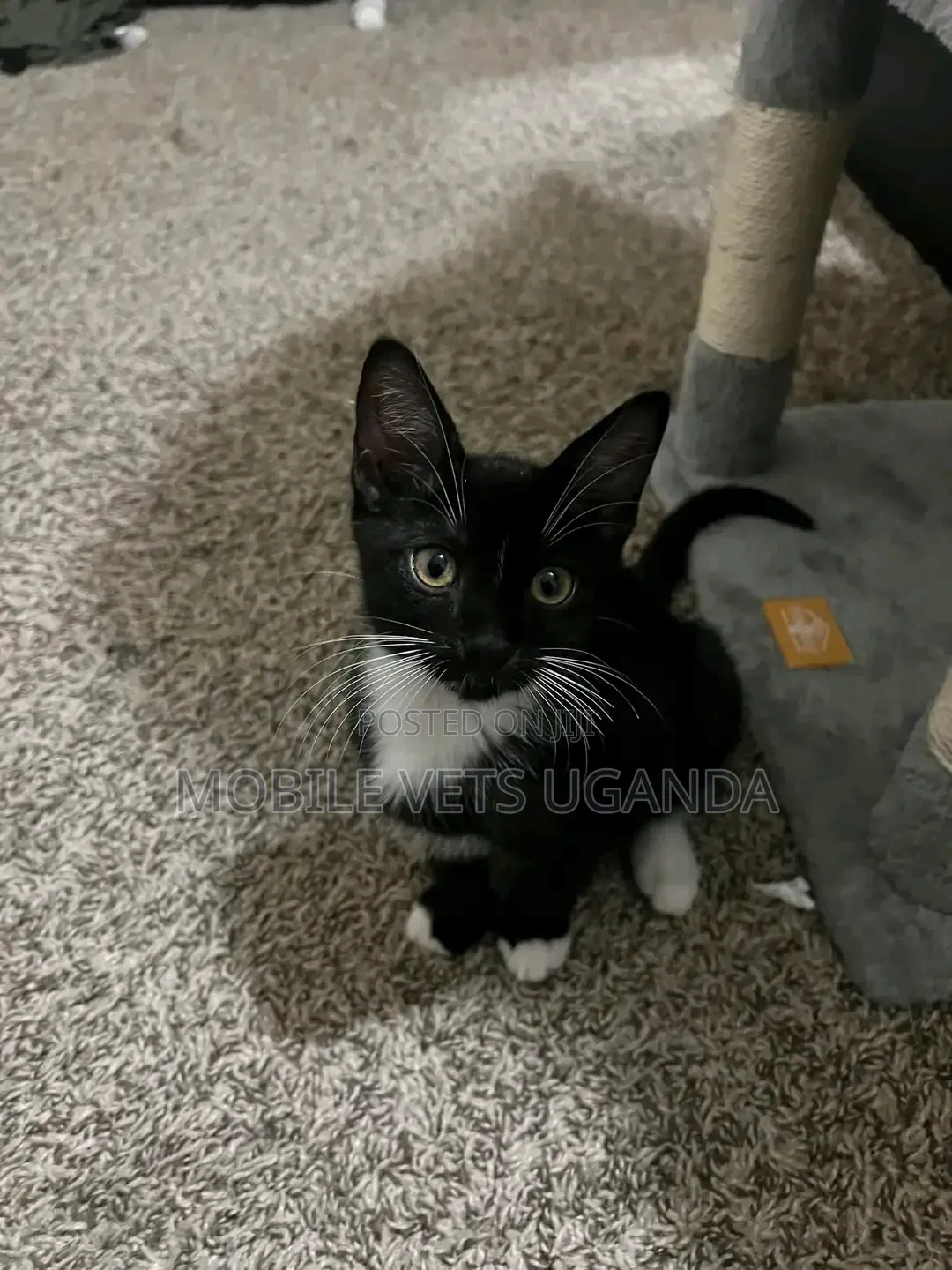 0-1 month Male Purebred American Curl
