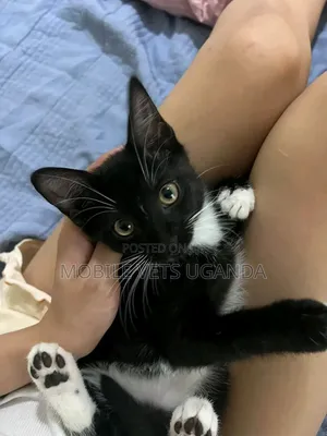 1-3 months Female Purebred American Bobtail