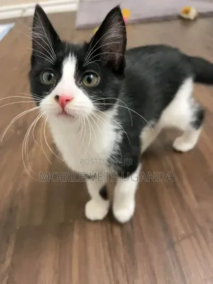 1-3 months Female Purebred American Bobtail