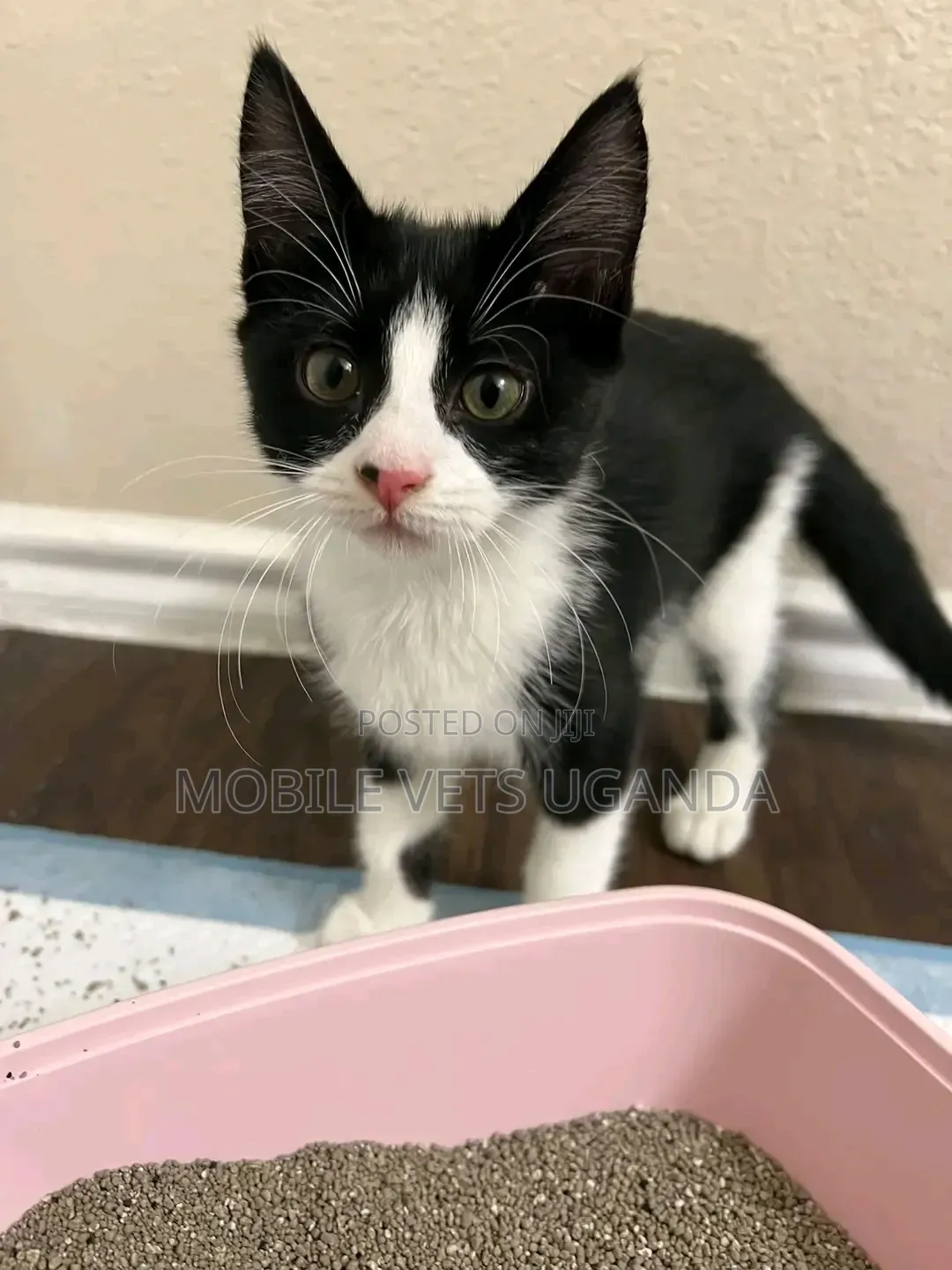1-3 months Male Purebred Manx
