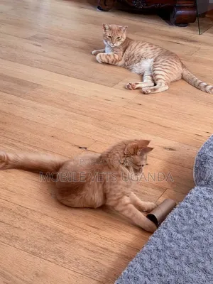1-3 months Male Purebred American Wirehair