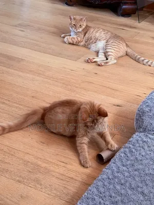 1-3 months Male Purebred American Wirehair