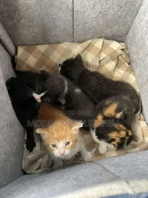 1-3 months Male Purebred Bombay