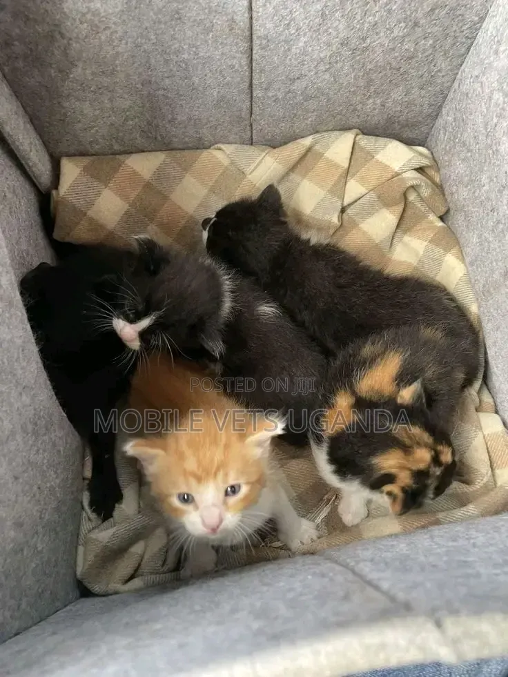 1-3 months Male Purebred Bombay