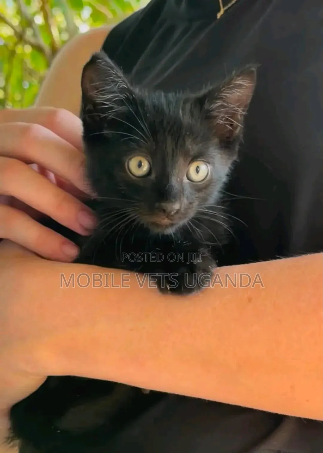 1-3 months Male Purebred Balinese