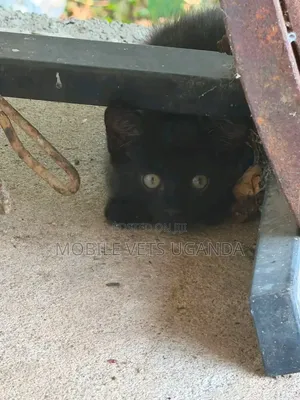 0-1 month Female Purebred Nebelung