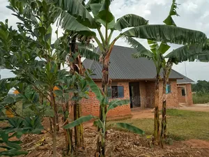 Land Sell 100x50ft at 20m Ugx Sentema Kawalira Ready Mailo Land