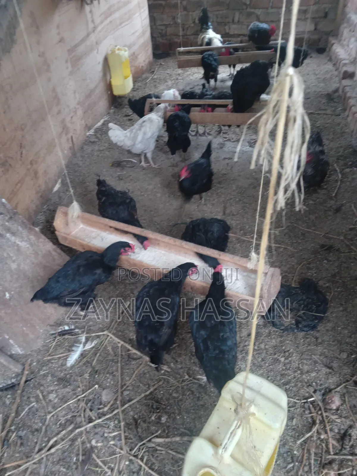 Cares Local Poultry Farm