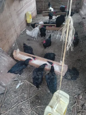 Cares Local Poultry Farm