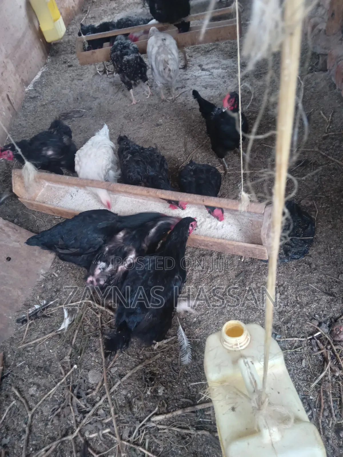 Cares Local Poultry Farm