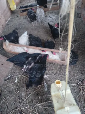 Cares Local Poultry Farm
