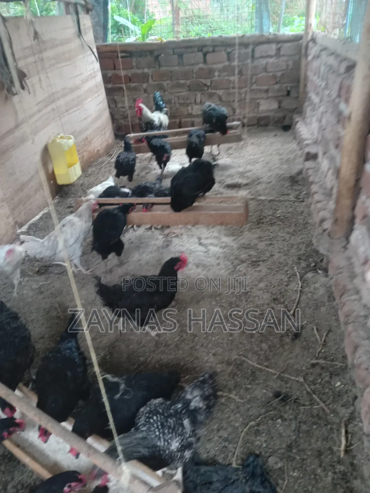 Cares Local Poultry Farm