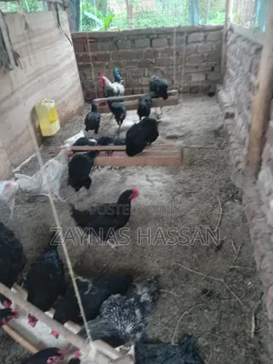 Cares Local Poultry Farm