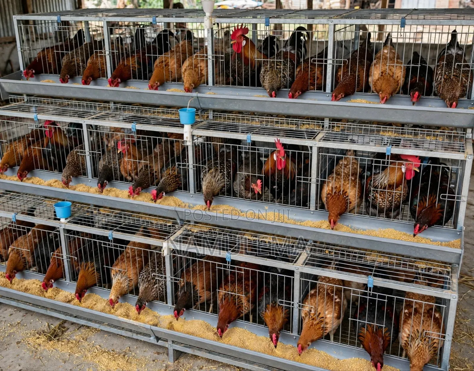 Cocks and Hens
