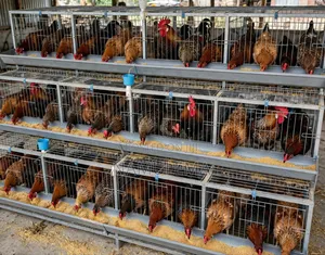 Cocks and Hens