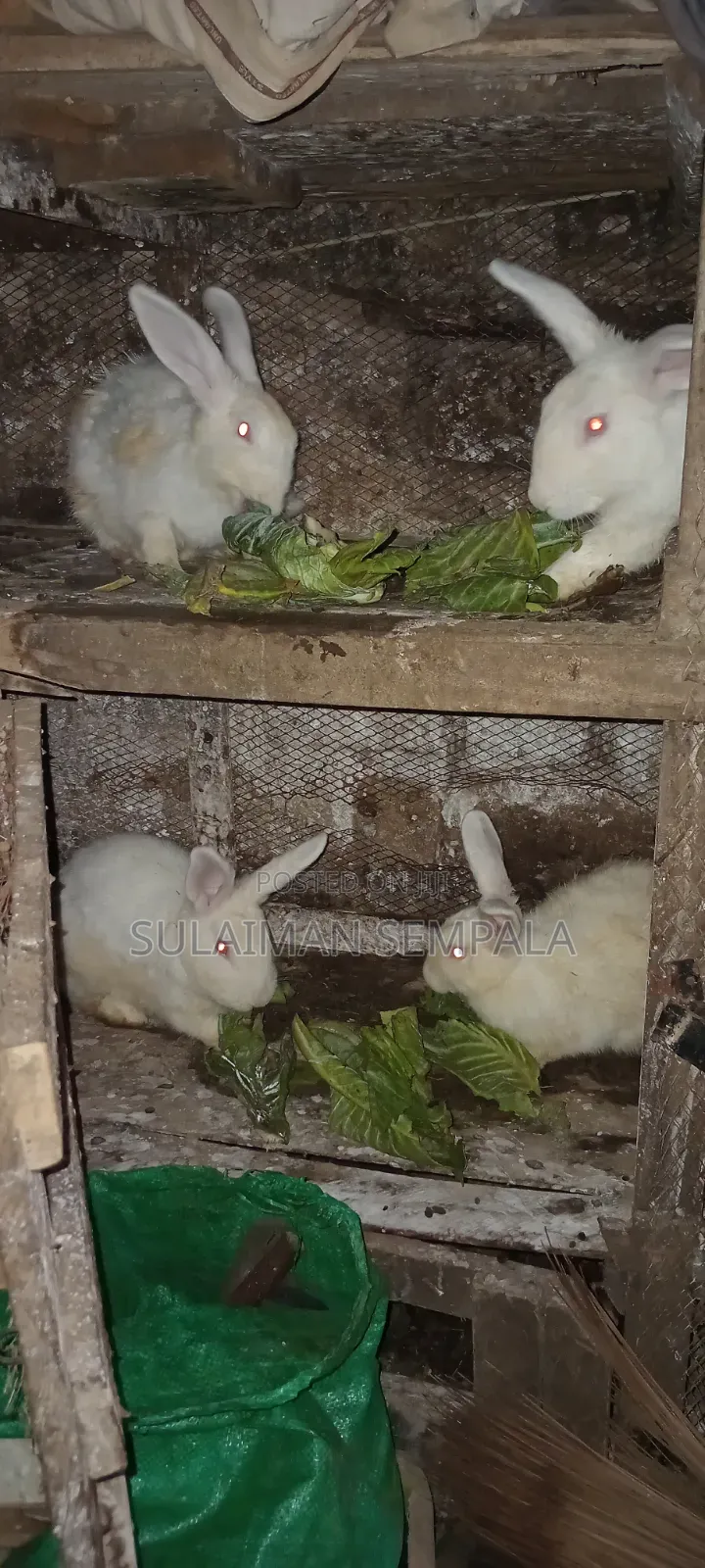 Selling Rabbits
