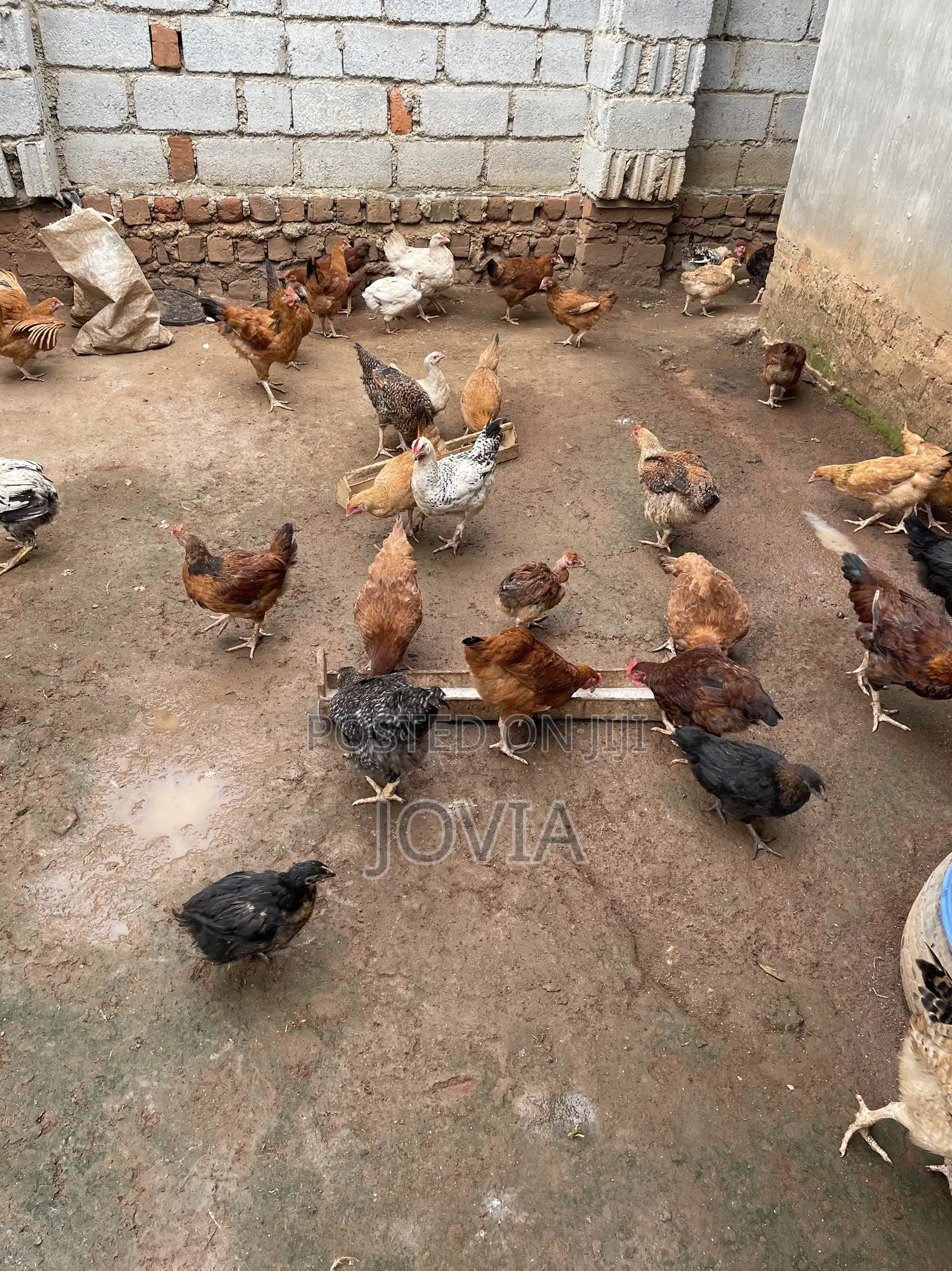 Joe Poultry Farm
